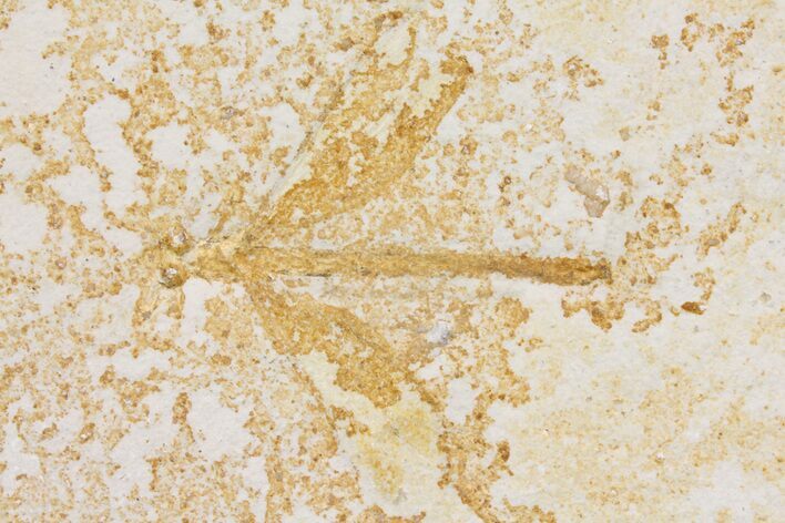 Fossil Dragonfly (Tharsophlebia) With Great Eyes #157230